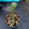 pereskiopsis spathulata 10 cm graft stock
