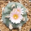 lophophora williamsii Solitaria