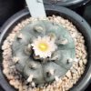 lophophora williamsii cactus for sale
