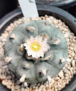 lophophora williamsii cactus for sale