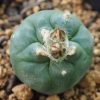 L koehresii cactus plant 2 5 to 3 cm diameter