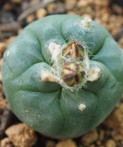 L koehresii cactus plant 2 5 to 3 cm diameter