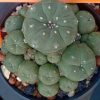 L w variety caespitosa in 8cm diameter pot