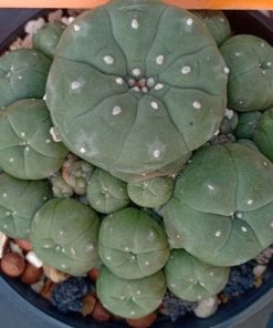L w variety caespitosa in 8cm diameter pot