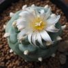 lophophora koehresii variety la morita s l p