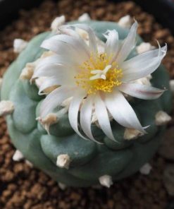 lophophora koehresii variety la morita s l p