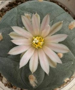 How to germinate peyote?