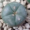 l w tecolote 2-5cm diameter