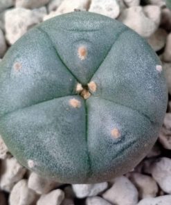 l w tecolote 2-5cm diameter