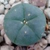 l w variety solitaria 2 5cm diameter