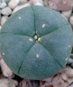 l w variety solitaria 2 5cm diameter