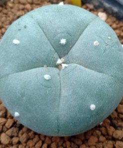 l w variety pentagona 2 5cm diameter