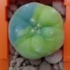 l fricii variegata