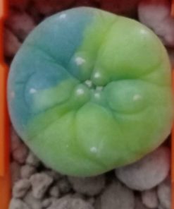 l fricii variegata