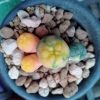 l-w caespitosa variegata