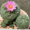 lophophora williamsii varieties