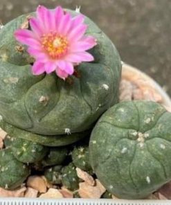 lophophora williamsii varieties