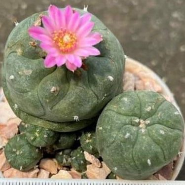 lophophora williamsii varieties