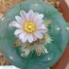 lophophora williamsii variety weisse bluete