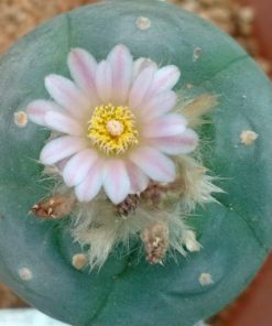 lophophora williamsii variety weisse bluete