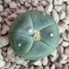 lophophora alberto vojtechii san luis potosi 2 to 2 5cm