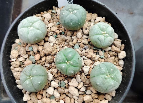 L.W variety El Carmen Nuevo Leon Cactus 2.5 to 3cm diameter - Image 2