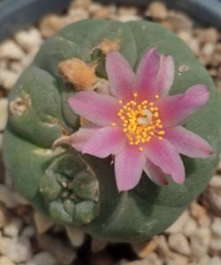 L.Fricii Coahuila Viesca