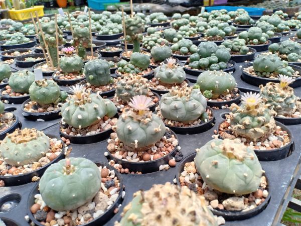 Lophophora Williamsii unknown mix seeds varieties - Image 2