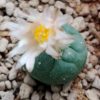 l koehresii variety morita s l p 2 to 2 5 cm diameter