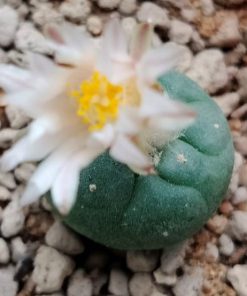 l koehresii variety morita s l p 2 to 2 5 cm diameter