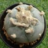 L w cactus plant 5 to 5 5 cm diameter