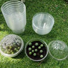 plastic container special cactus germination 3 3 4″ 9 5cm diameter