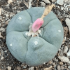 l w cactus plant 4cm diameter
