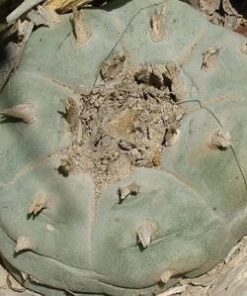 L.W Coahuila variety Saltillo Monclova