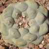 lophophora diffusa var rio extorsas