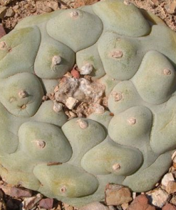 lophophora diffusa var rio extorsas