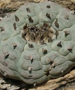 L.W variety Rinconada Nuevo Leon