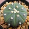 astrophytum asterias nudum 4 5 to 5cm diameter cactus