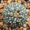 Astrophytum asterias super kabuto 4cm diameter