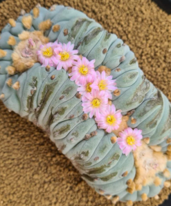 l-fricii cristata
