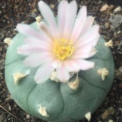 Lophophora Williamsii variety Coahuila Cuatrocienegas - Image 2