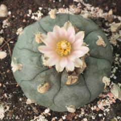 lophophora williamsii Peyote seeds