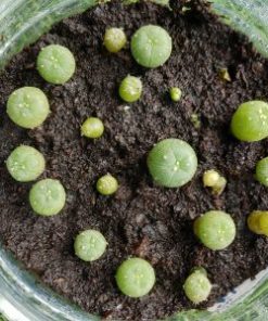 germination kit 1