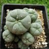 l w variety caespitosa 4 to 4 5cm