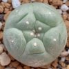 l w variety huizache 2 5cm diameter