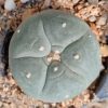 l w variety coahuila cuatrocienegas 2 5 to 3cm diameter