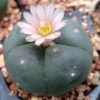 cactus the plant