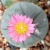 3 l fricii cactus plants 3 to 4 cm diameter