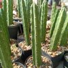 harrisia jusbertii craft stock for peyote 10 to 15 cm high