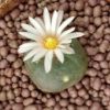 lophophora alberto vojtechii ksm 762 san luis potosi